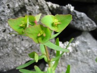 Euphorbia azorica