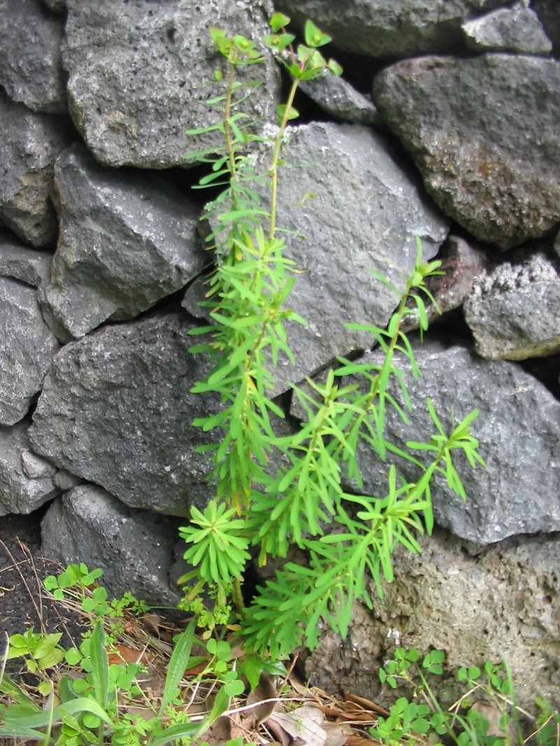 Euphorbia azorica photo 2