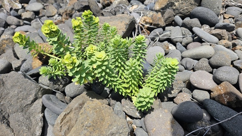 Euphorbia azorica photo 3
