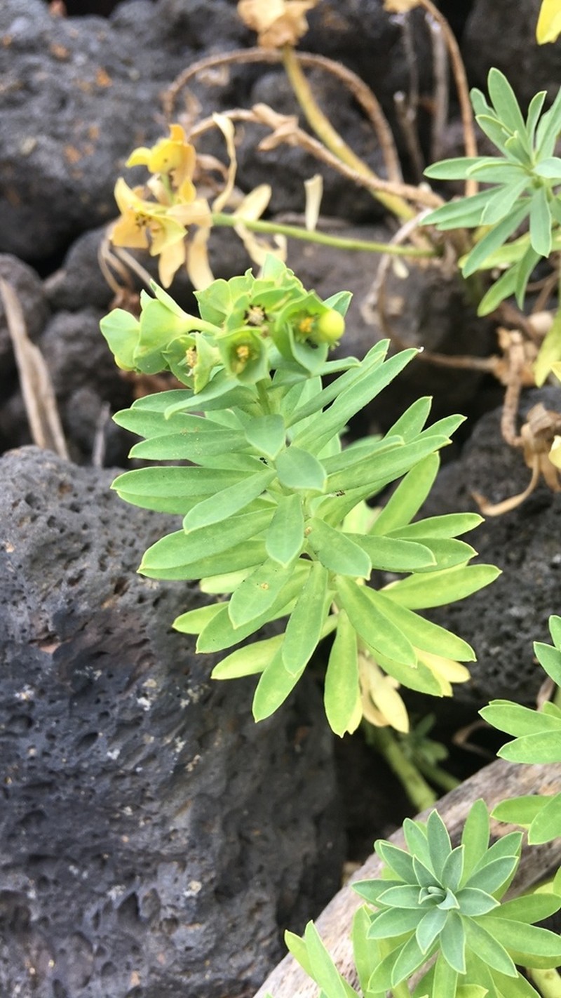 Euphorbia azorica photo 4