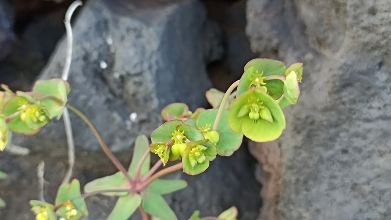 Euphorbia azorica photo 5