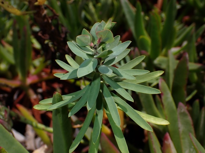 Euphorbia azorica photo 6