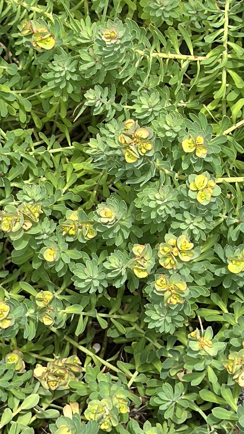 Euphorbia azorica photo 7