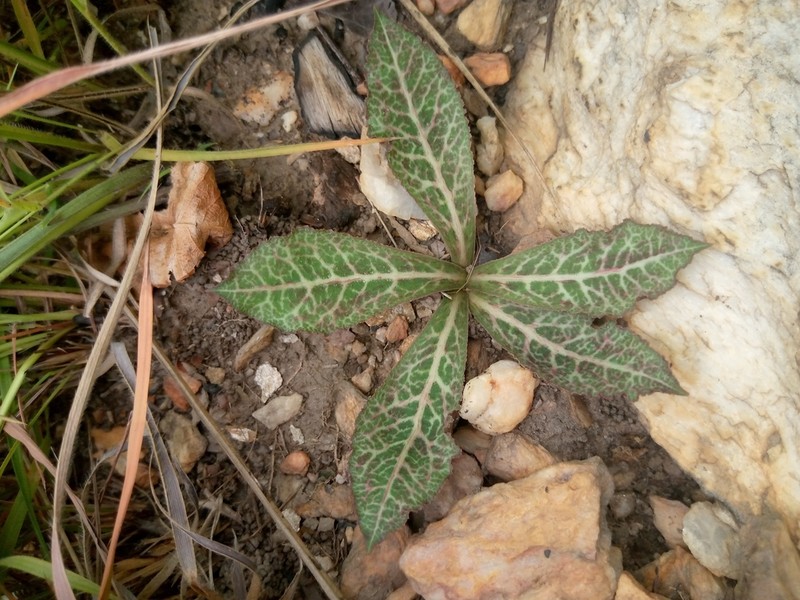 Euphorbia baga photo 2
