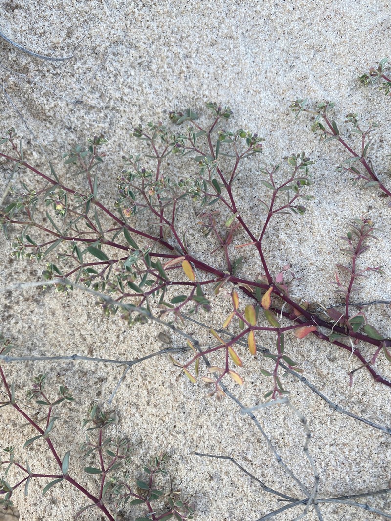 Euphorbia bahiensis