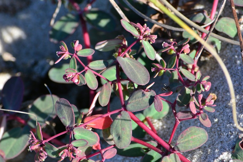 Euphorbia bahiensis photo 2