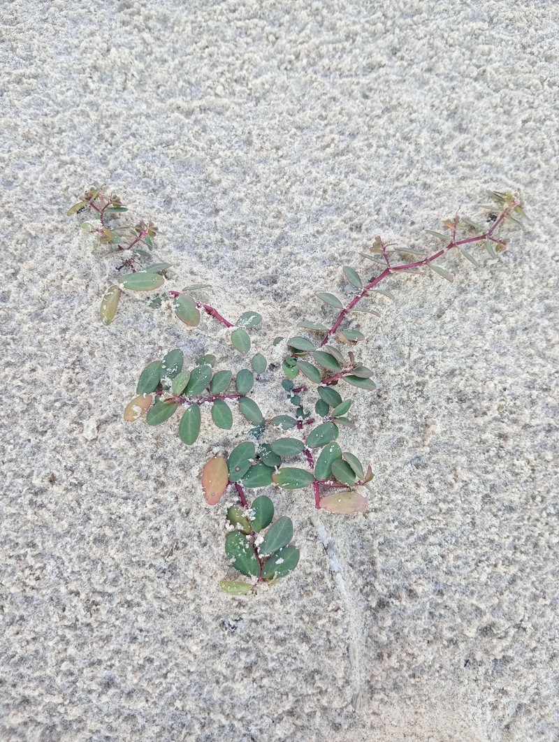 Euphorbia bahiensis photo 4