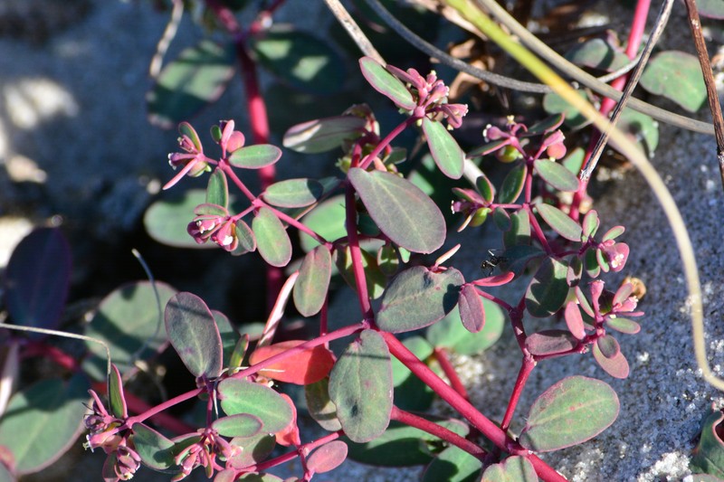 Euphorbia bahiensis photo 5