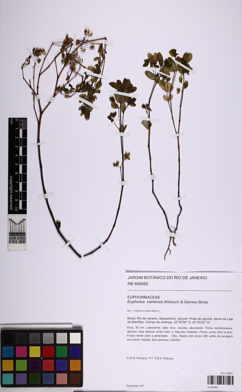 Euphorbia bahiensis photo 7