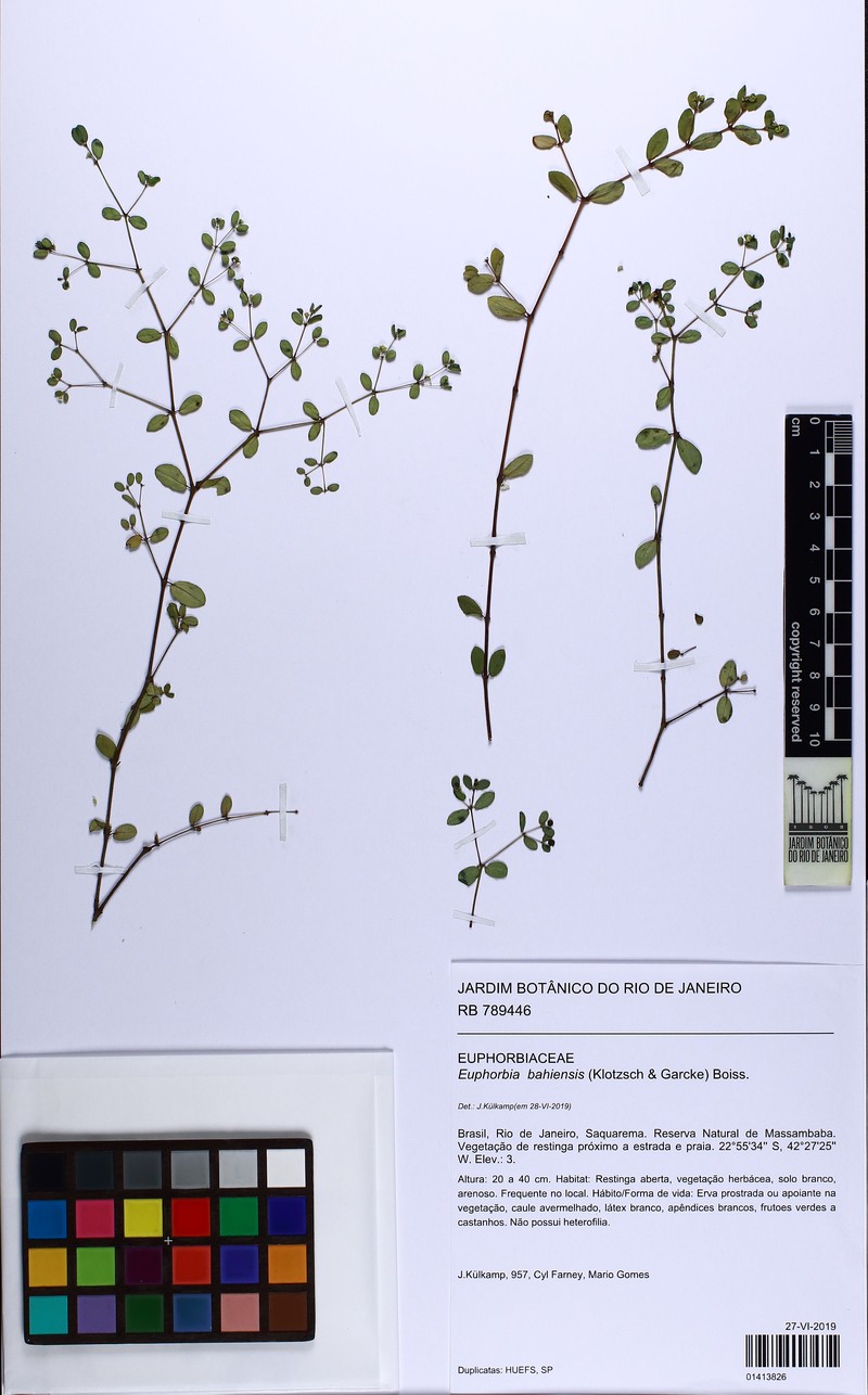 Euphorbia bahiensis photo 8
