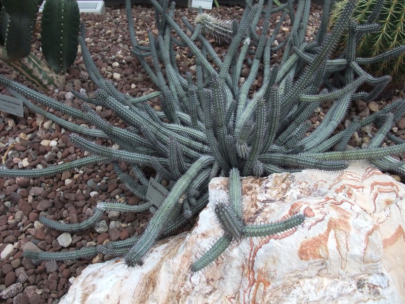 Euphorbia baioensis