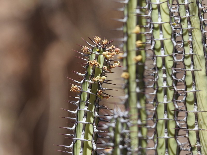 Euphorbia baioensis photo 2