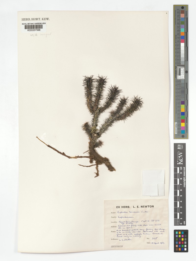 Euphorbia baioensis photo 5