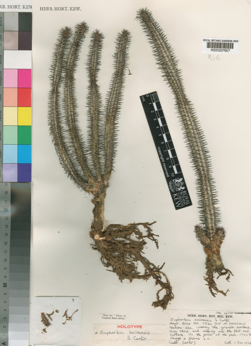 Euphorbia baioensis photo 6