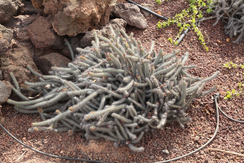 Euphorbia baioensis photo 7
