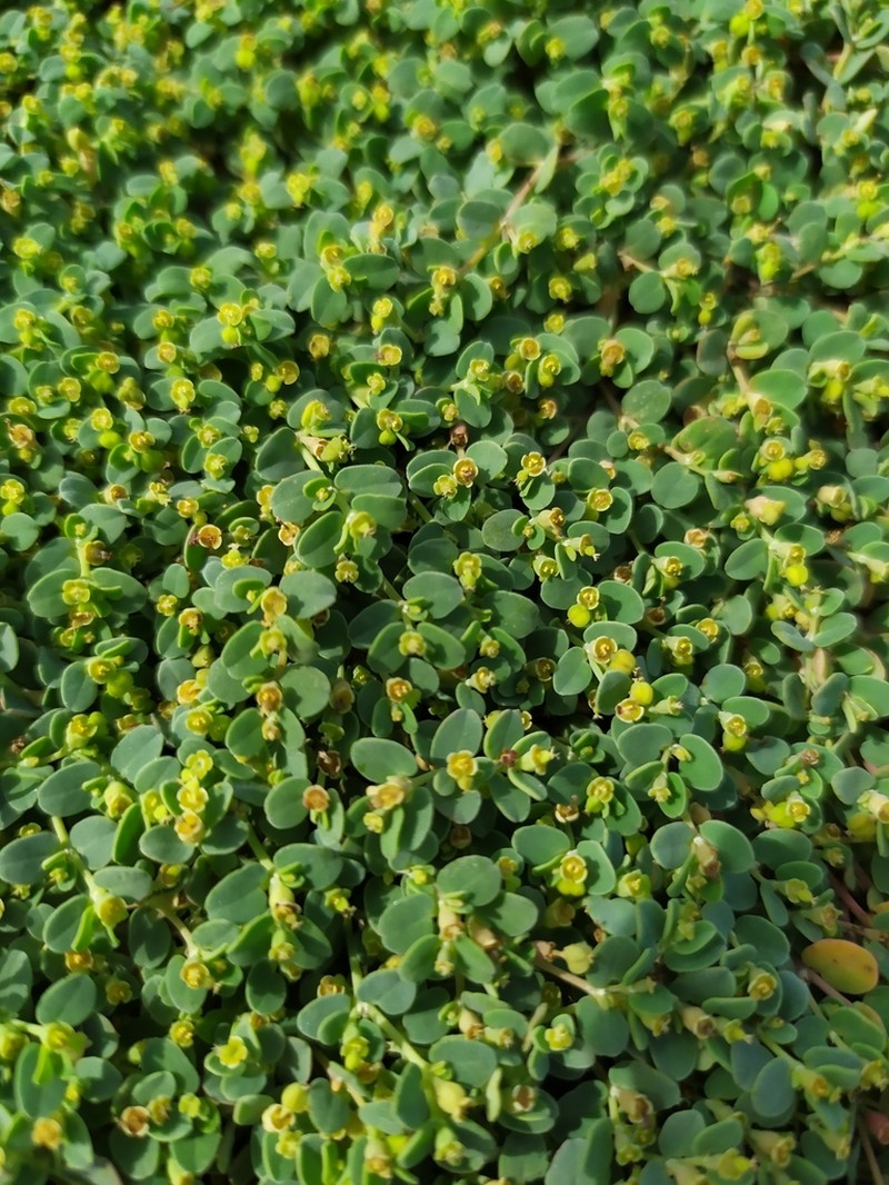 Euphorbia balbisii