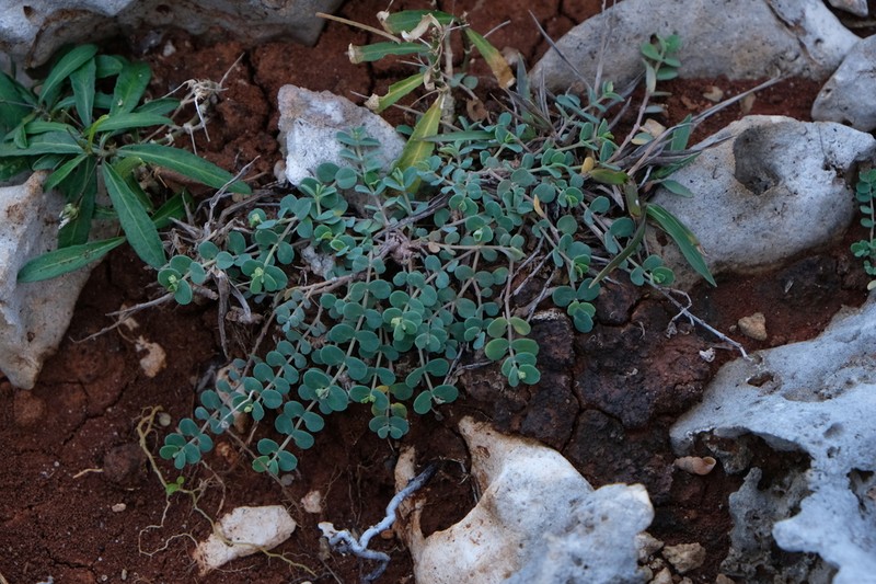 Euphorbia balbisii photo 2