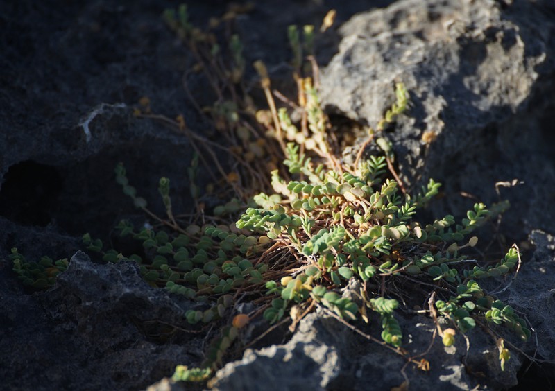 Euphorbia balbisii photo 3
