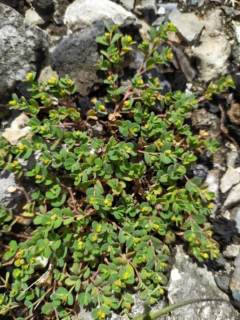 Euphorbia balbisii photo 4
