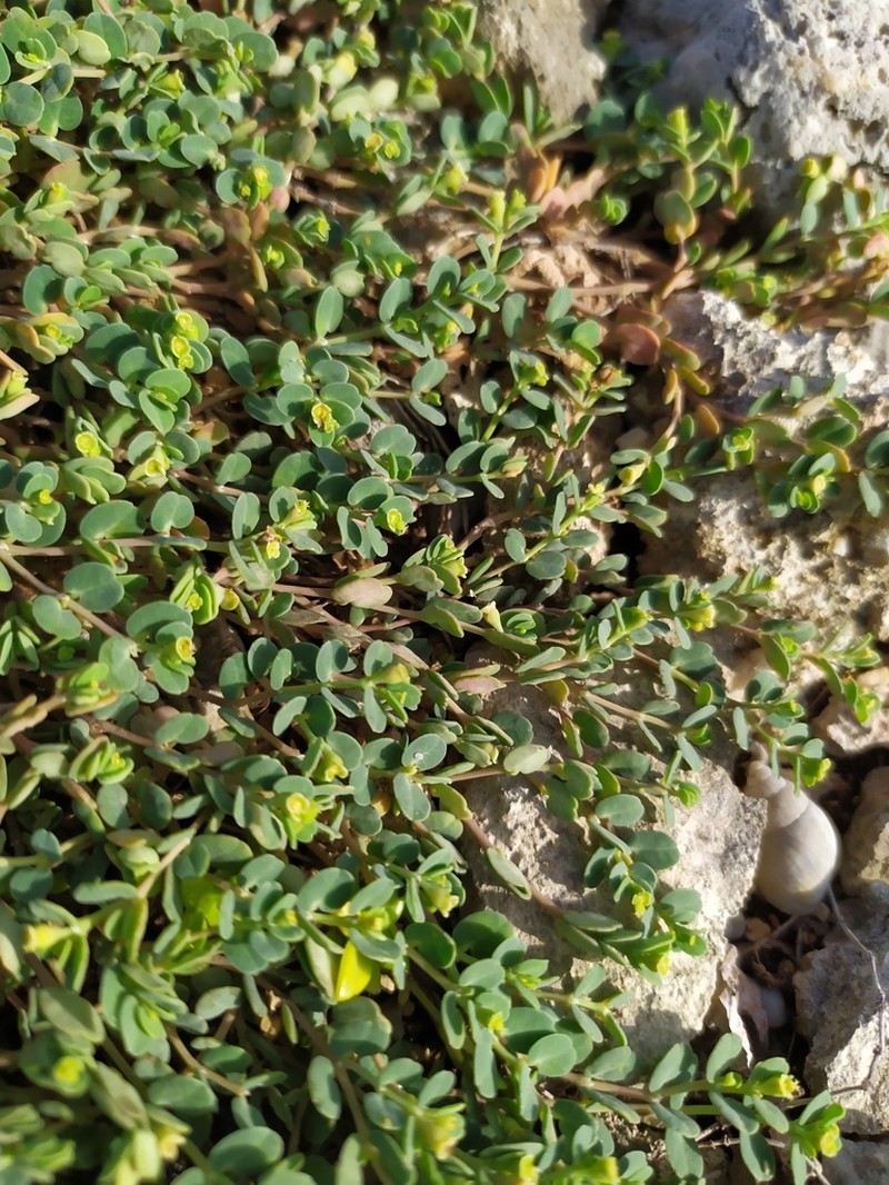 Euphorbia balbisii photo 5
