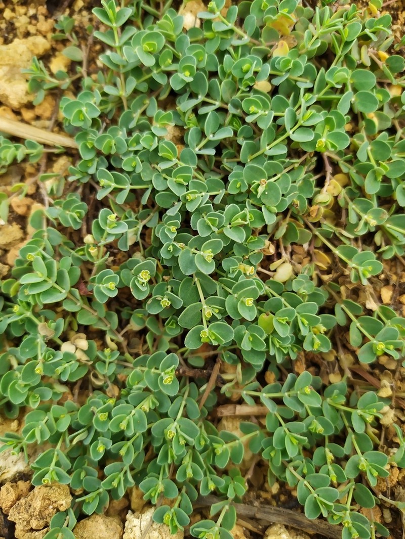 Euphorbia balbisii photo 6