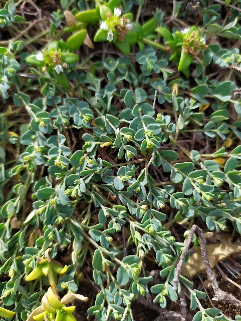 Euphorbia balbisii photo 7