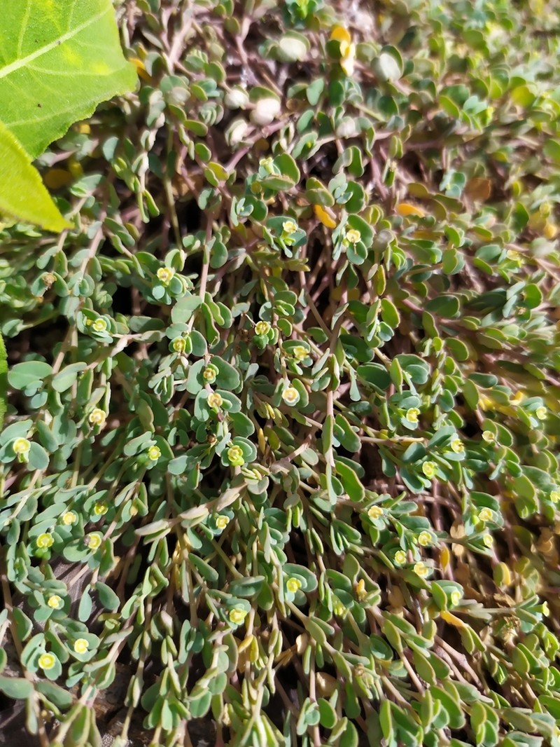 Euphorbia balbisii photo 8