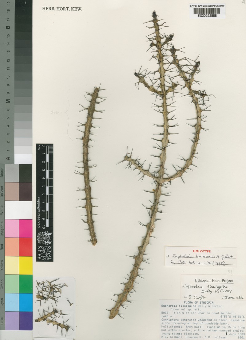 Euphorbia baleensis