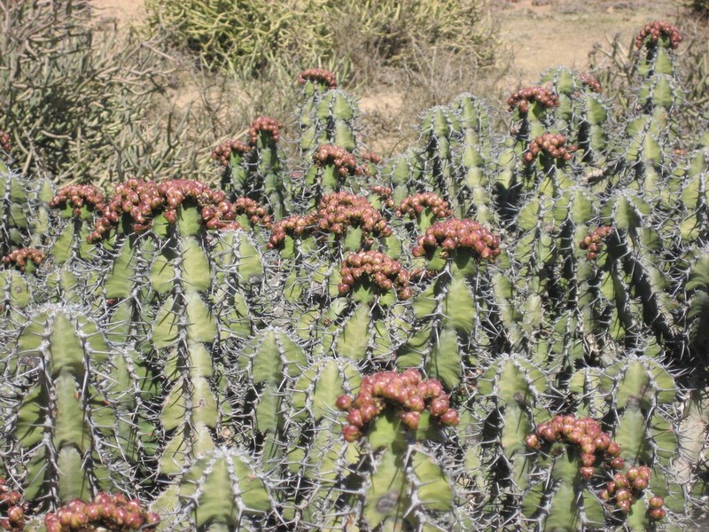 Euphorbia ballyi