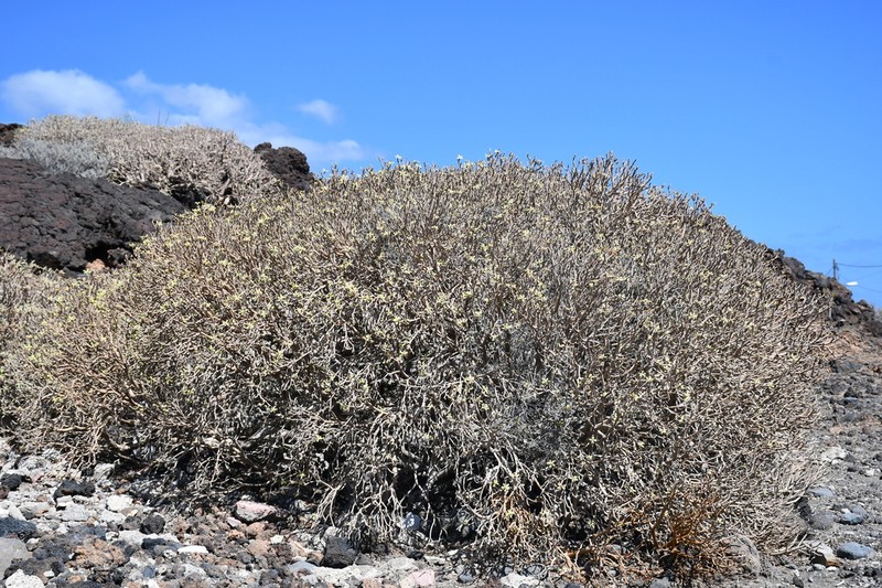 Euphorbia balsamifera photo 2