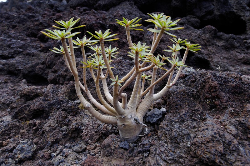 Euphorbia balsamifera photo 6