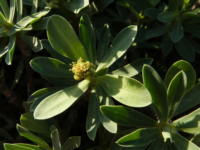 Euphorbia balsamifera photo 7