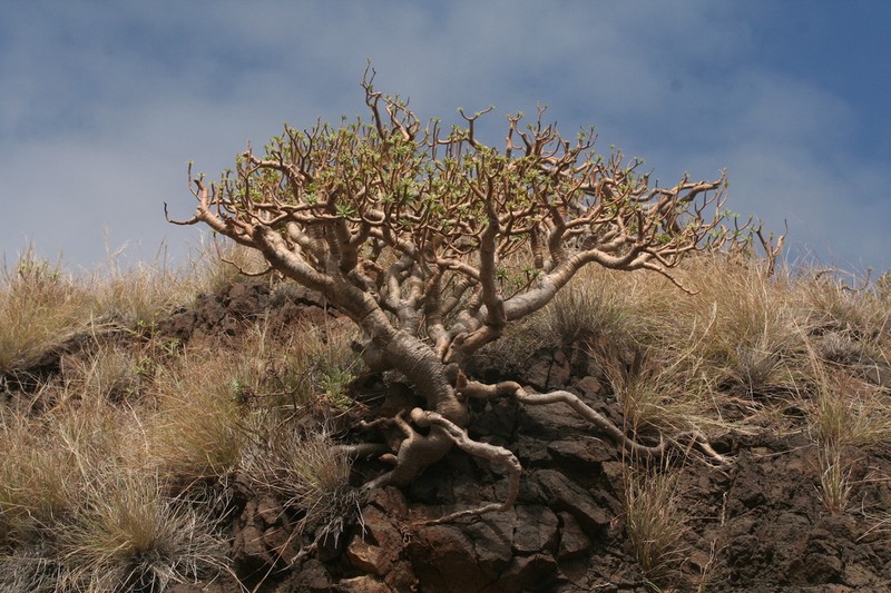 Euphorbia balsamifera photo 8