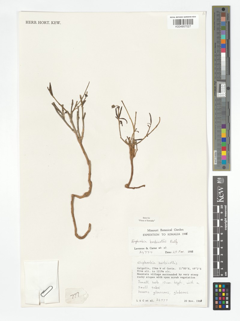 Euphorbia barbicollis