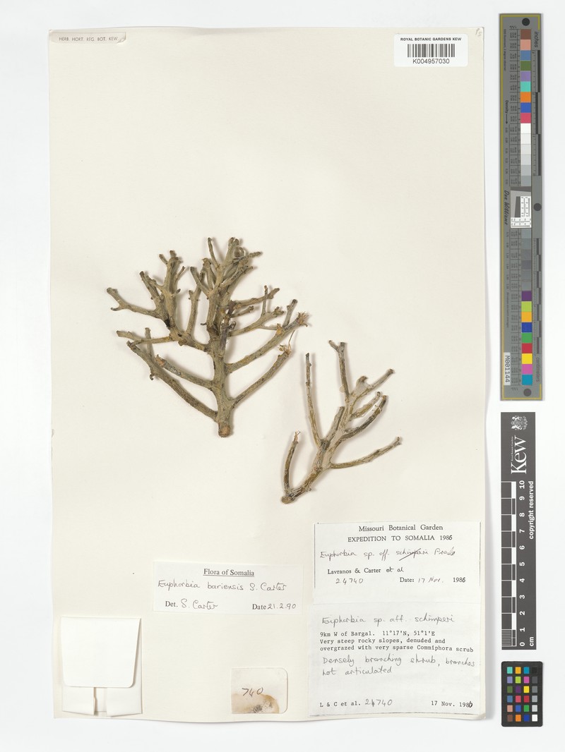 Euphorbia bariensis