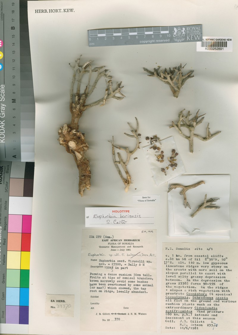 Euphorbia bariensis photo 2