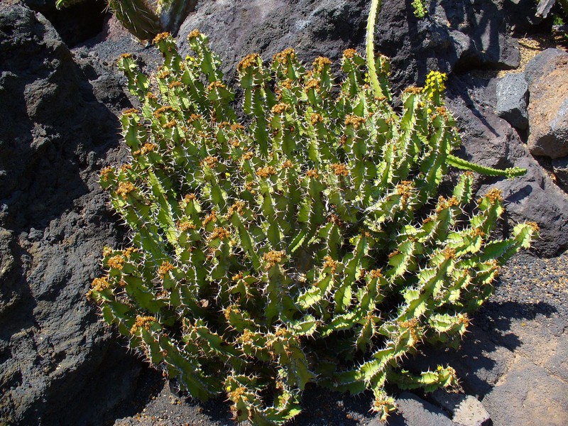 Euphorbia barnardii