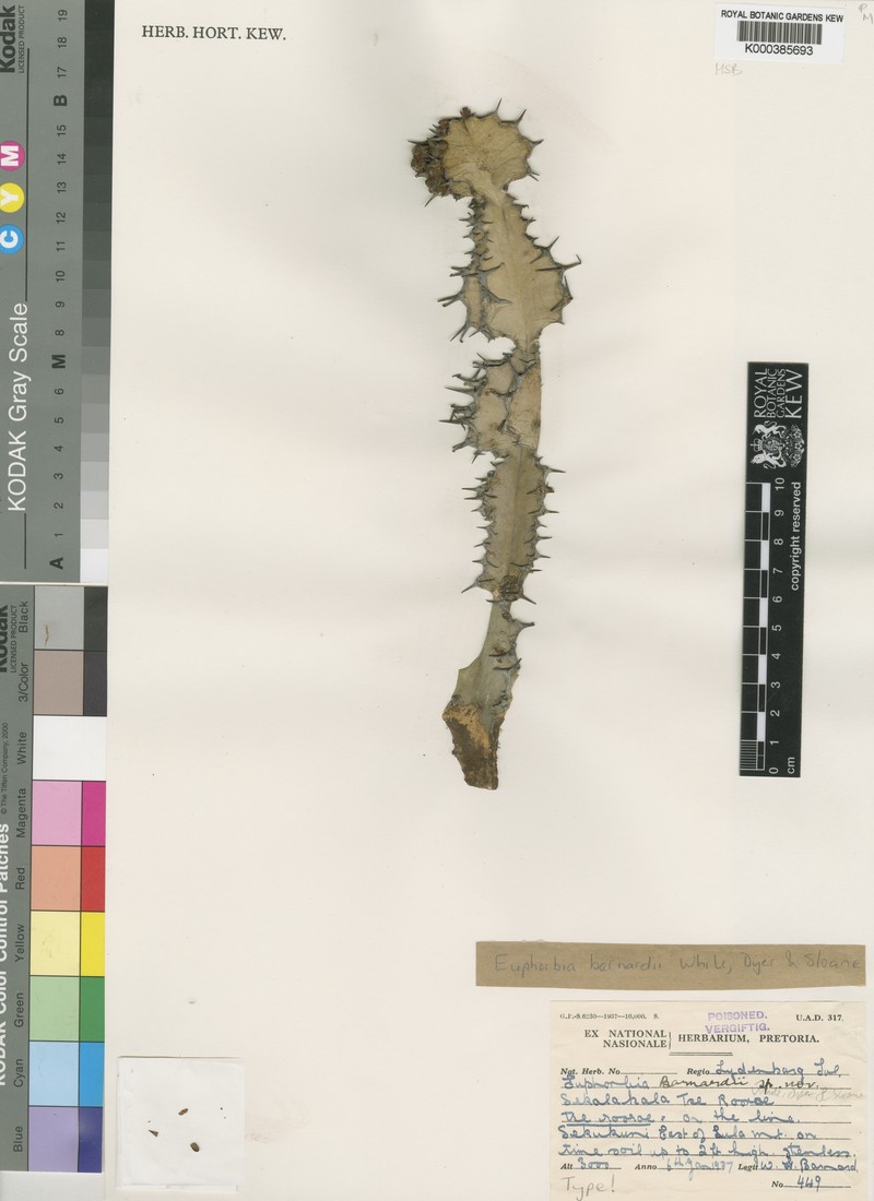 Euphorbia barnardii photo 2
