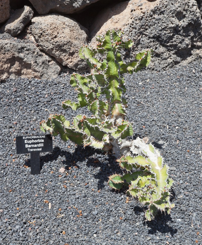 Euphorbia barnardii photo 3