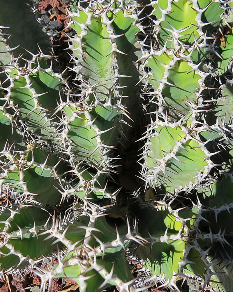 Euphorbia barnardii photo 4