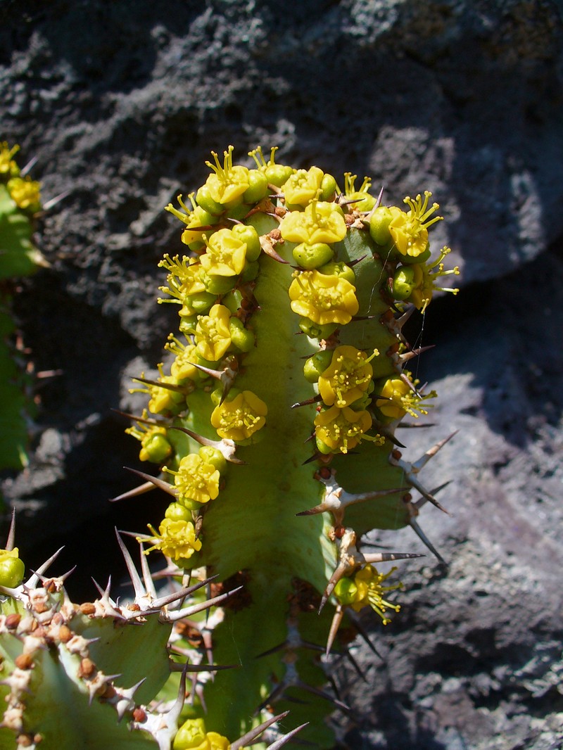 Euphorbia barnardii photo 5