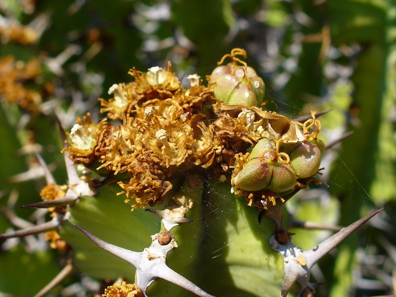 Euphorbia barnardii photo 6