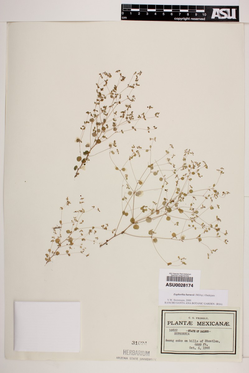 Euphorbia barnesii