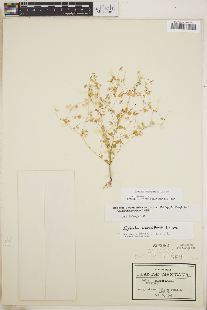 Euphorbia barnesii photo 2