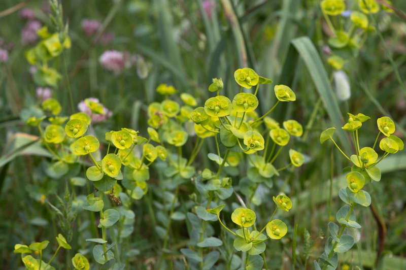 Euphorbia barrelieri
