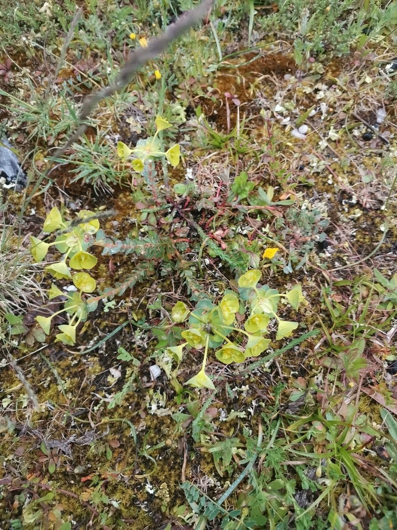 Euphorbia barrelieri photo 2