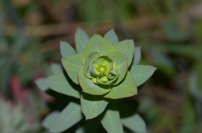 Euphorbia barrelieri photo 3