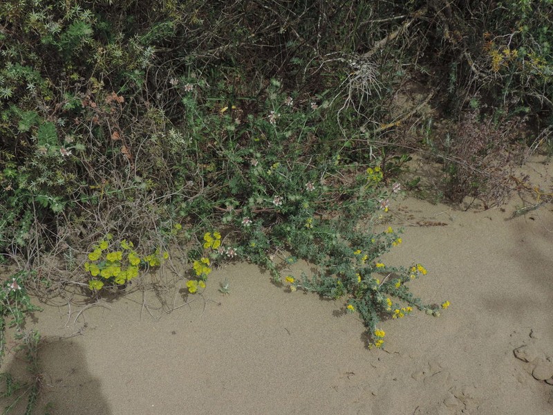 Euphorbia barrelieri photo 4