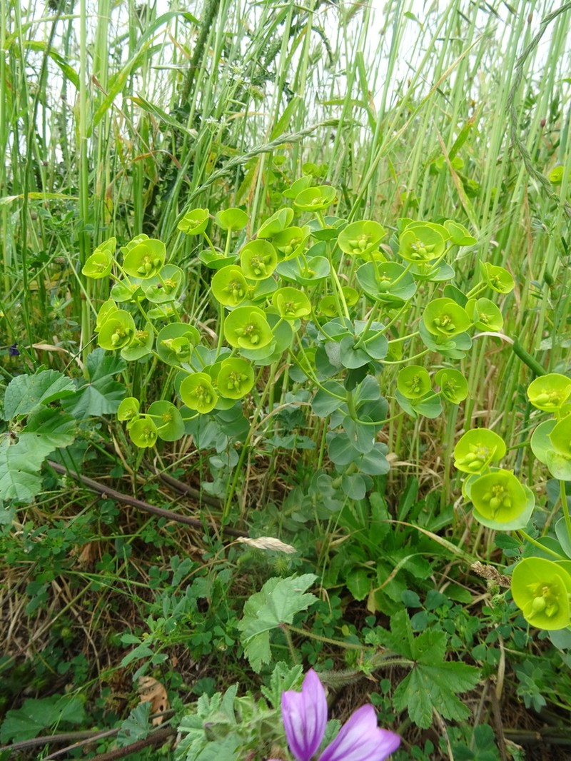 Euphorbia barrelieri photo 5