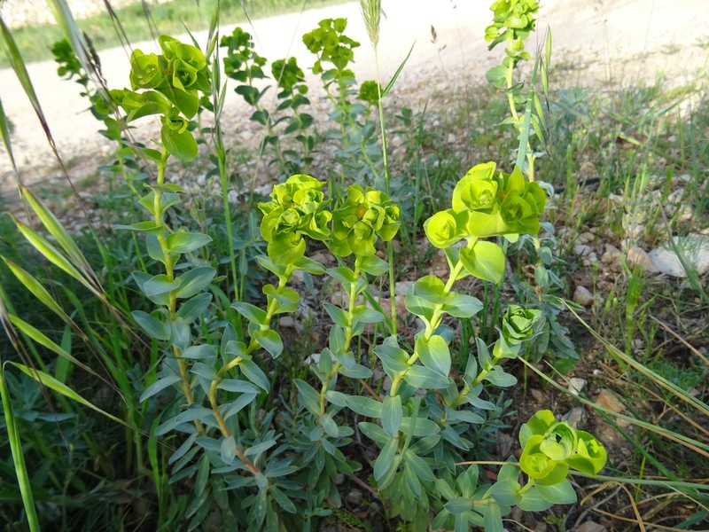 Euphorbia barrelieri photo 6